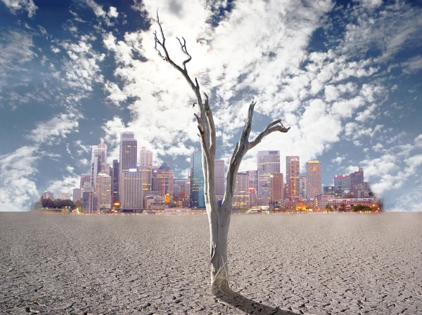 사막의 나무 — 스톡 사진