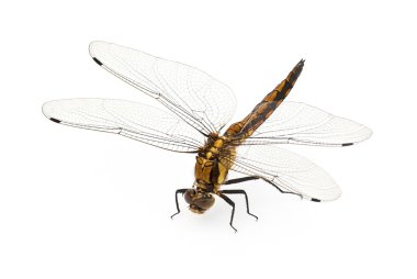 Dragonfly clipart