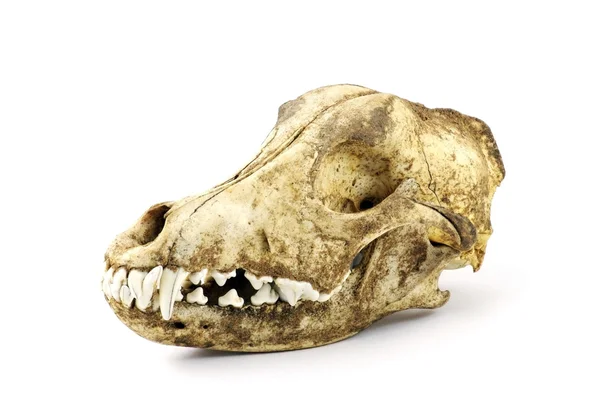 Craniu câine — Fotografie, imagine de stoc