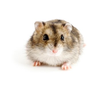 Dwarf hamster clipart
