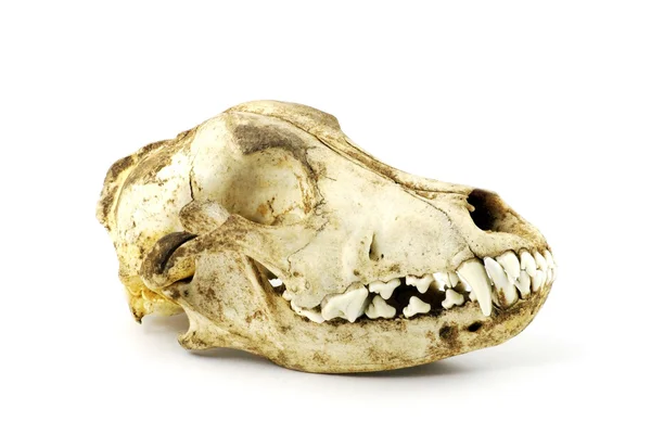 Crâne de chien — Photo