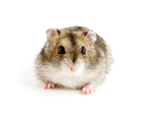 Cüce hamster — Stok fotoğraf