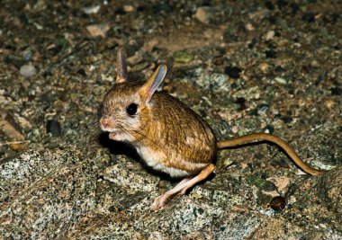 Dwarf Fat-tailed Jerboa (Pygeretmus pumilio) clipart