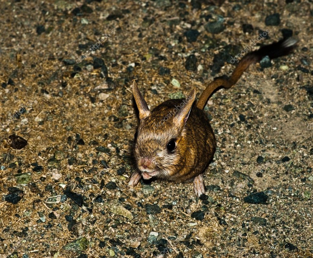 Dwarf Fat-tailed Jerboa (Pygeretmus pumilio) ⬇ Stock Photo, Image by ...