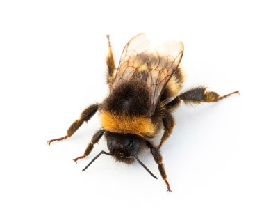 Bumblebee clipart