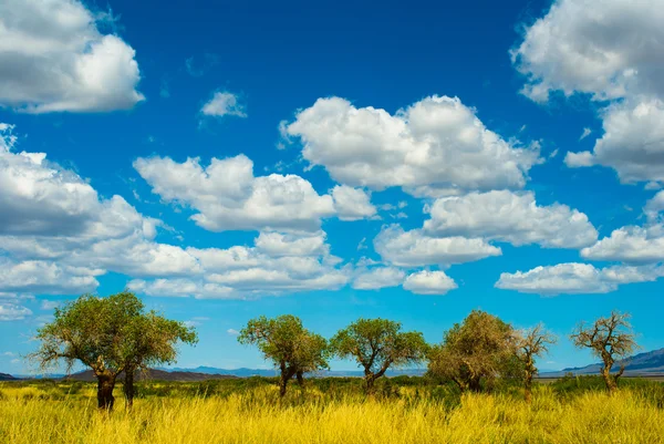 stock image Mongolian view