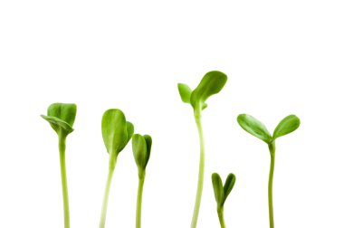 Seedlings clipart