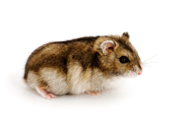 cüce hamster