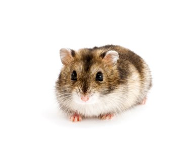 cüce hamster