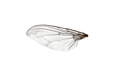 Fly wing clipart