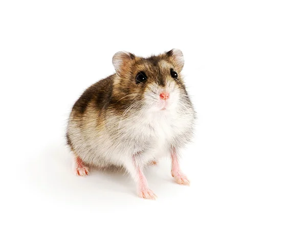Dwarf hamster — Stock Photo, Image