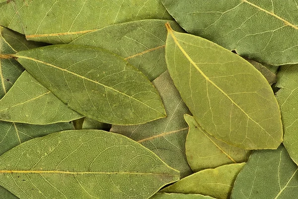 stock image Dry bay leaves