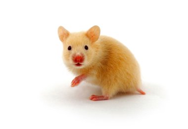 Golden hamster clipart