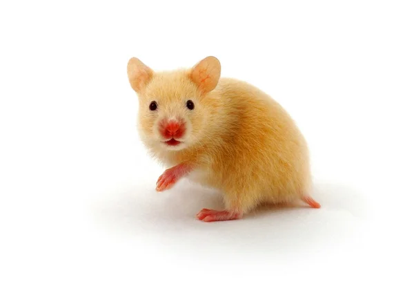 Hamster doré — Photo