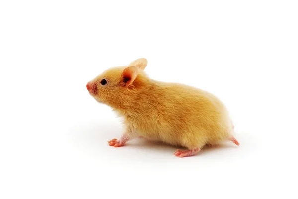 Gyllene hamster — Stockfoto