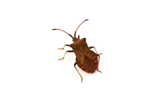 棕色的 bug — 图库照片