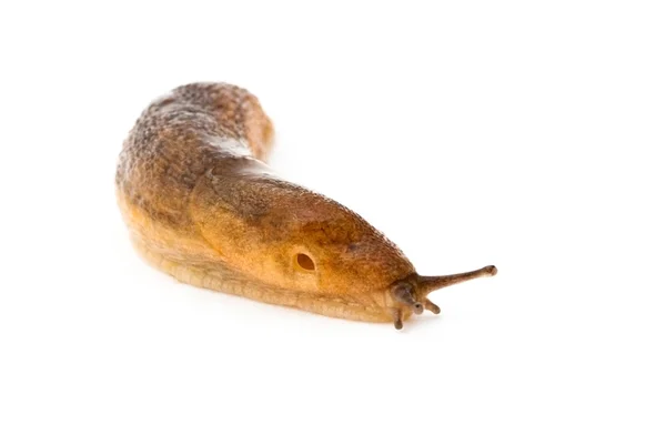 stock image Yellow slug