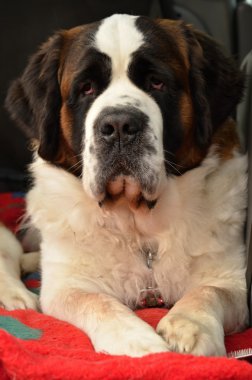 Saint bernard