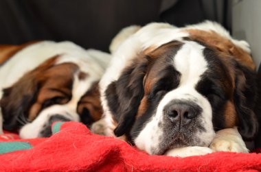 Couple of purebred st bernard dogs clipart