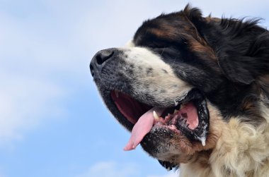 Saint bernard