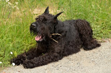 büyük schnauzer