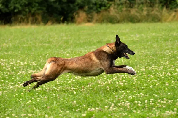 Running belgian shepherd — Stock Photo, Image