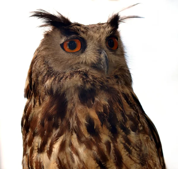 Owl isolated on white background — Stock Photo, Image