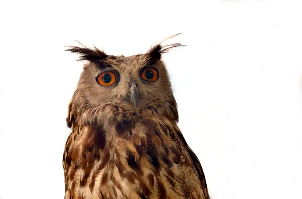 Owl isolated on white background — Stock Photo, Image
