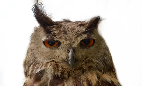 Owl Eyes — Stock Photo, Image