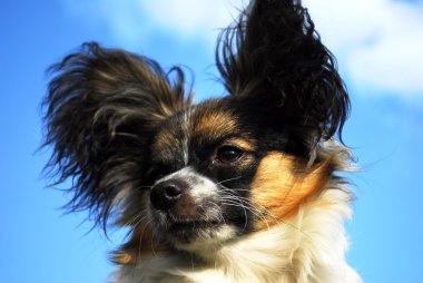 safkan papillon köpek portresi