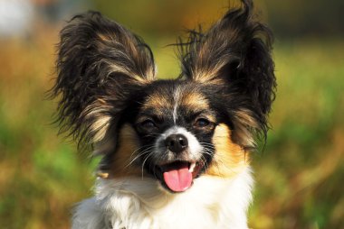 safkan papillon köpek portresi