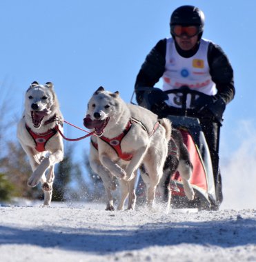 Dog sledging clipart