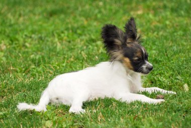 safkan papillon köpek portresi