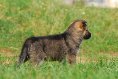 Alman çoban köpek