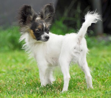 Portrait of a purebred papillon dog clipart