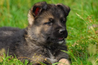 Alman çoban köpek