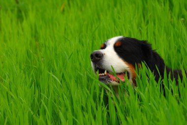 Bernese dağ köpeği (nın Sennenhund) doğa
