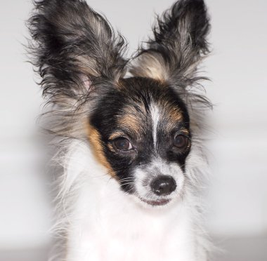 safkan papillon köpek portresi