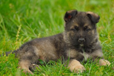 Alman çoban köpek