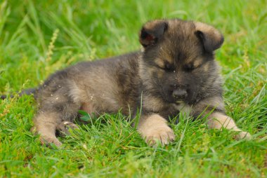 Alman çoban köpek