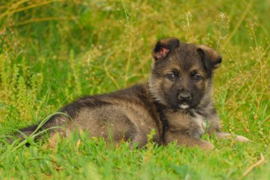 Alman çoban köpek