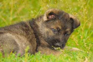 Alman çoban köpek