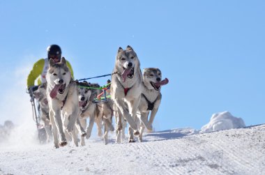 sledging köpek