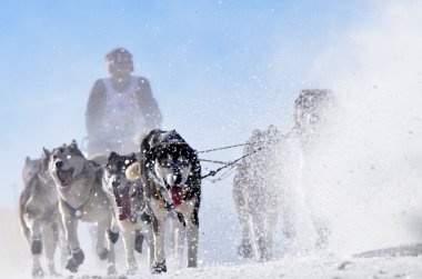 Musher hiding behind sleigh at sled dog race on snow in winter clipart