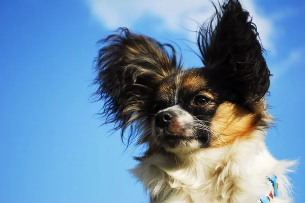 Retrato de un perro papilón de raza pura —  Fotos de Stock