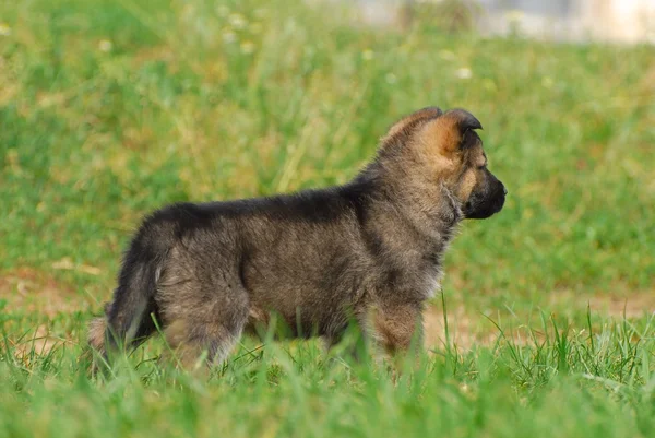 Duitse herder pup — Stockfoto