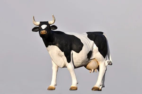Model Czarna krowa — Zdjęcie stockowe