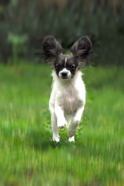 Портрет чистокровной сосочковой собаки — стоковое фото