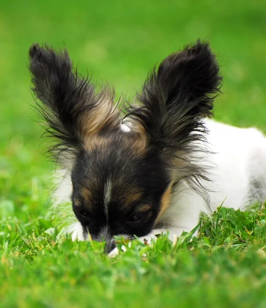 純血種のパピヨン犬の肖像画 — ストック写真