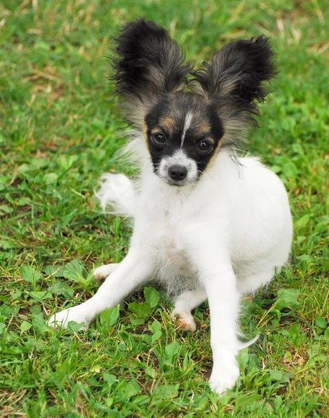 純血種のパピヨン犬の肖像画 — ストック写真